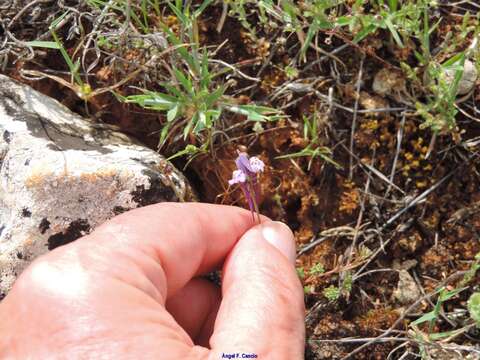 Image of Linaria amethystea subsp. amethystea