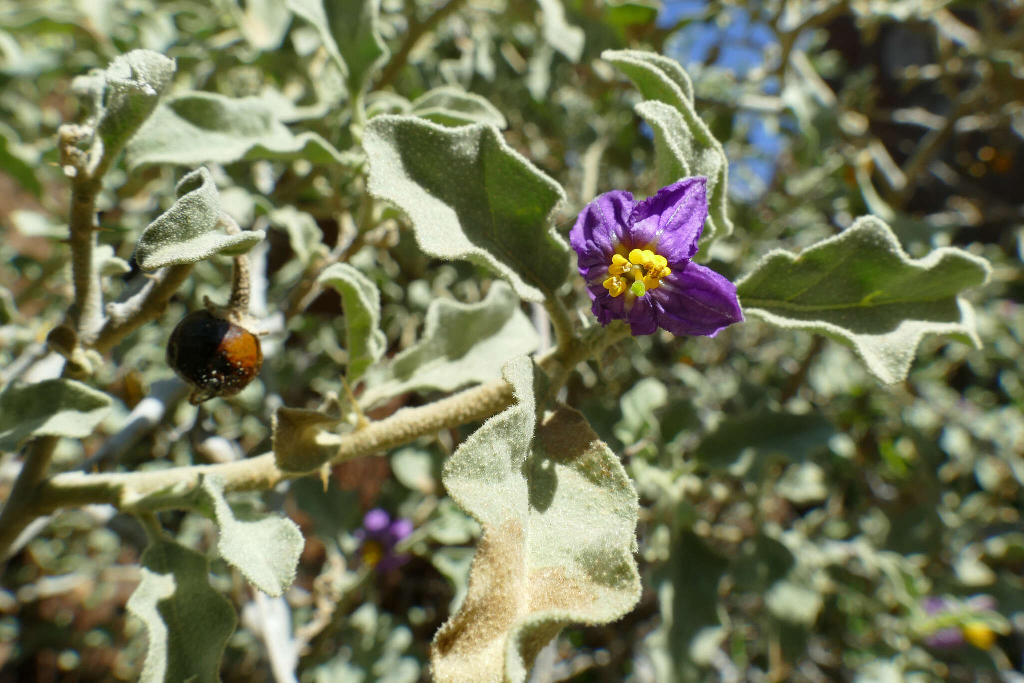 Image of Solanum tomentosum L.