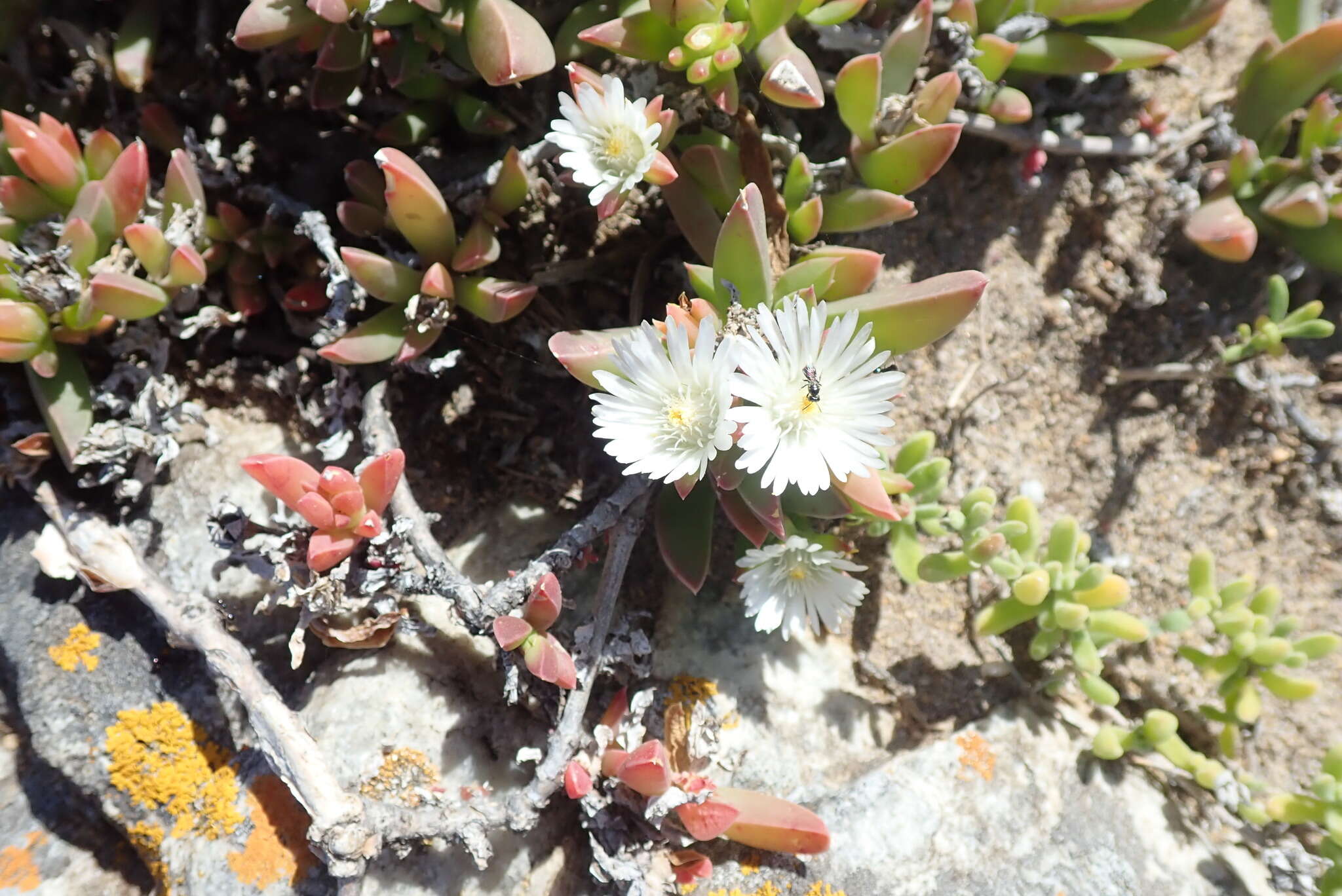 Image of Delosperma guthriei Lavis