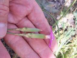 Image of Dianthus sylvestris subsp. boissieri (Willk.) Dobignard