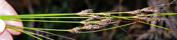 Image of Tetraria cuspidata (Rottb.) C. B. Clarke