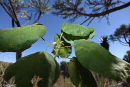 Image of Andringitra macrantha (Baker) Skema