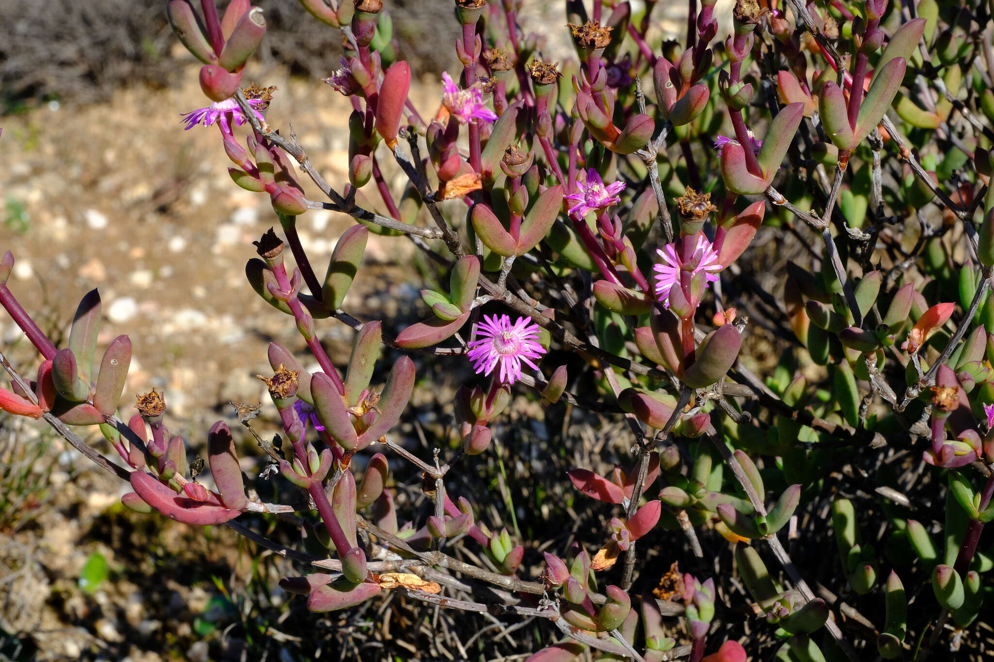 Ruschia lapidicola L. Bol. resmi