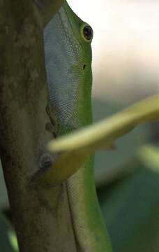 Imagem de Phelsuma v-nigra anjouanensis Meier 1986