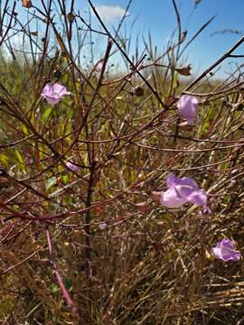 Image of stiffleaf false foxglove