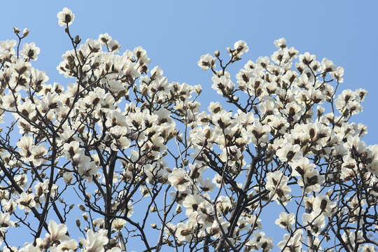 Image of Lily Tree