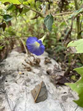 Image of Ipomoea aristolochiifolia (Kunth) G. Don