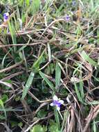 Image of Ivy-leaved Violet