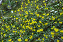 Image of Chrysosplenium album var. flavum Hara