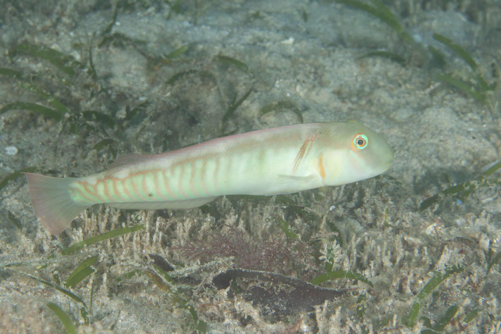 Image of Collared razorfish