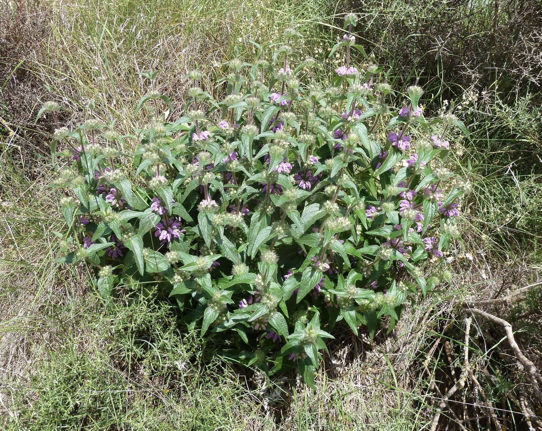 Image of Phlomis herba-venti L.