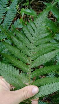 Image of Diploblechnum fraseri (A. Cunn.) De Vol