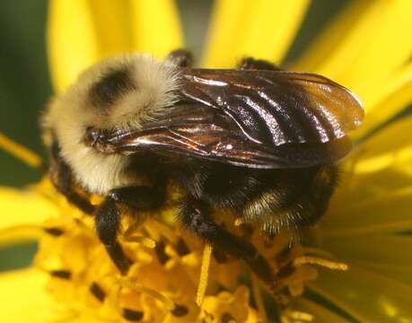 Image de Bombus insularis (Smith 1861)