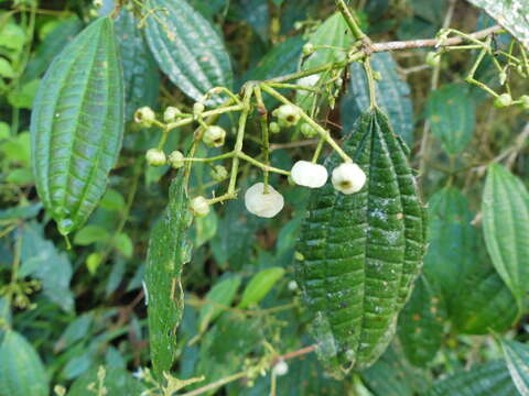 Sivun Miconia rubescens (Triana) Gamba & Almeda kuva