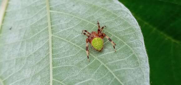 Image of Eriophora nephiloides (O. Pickard-Cambridge 1889)