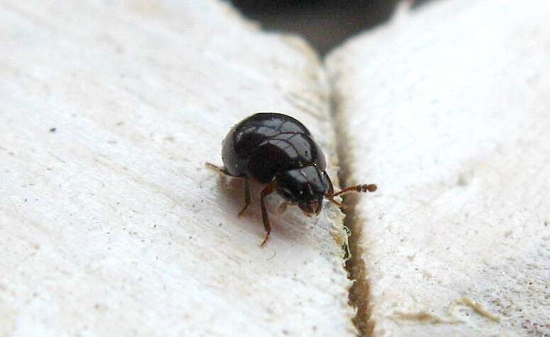 صورة Agathidium (Cyphoceble) nigrinum Sturm 1807