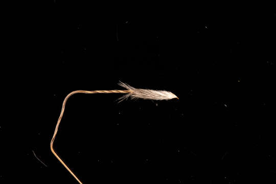 Image of Austrostipa blackii (C. E. Hubb.) S. W. L. Jacobs & J. Everett