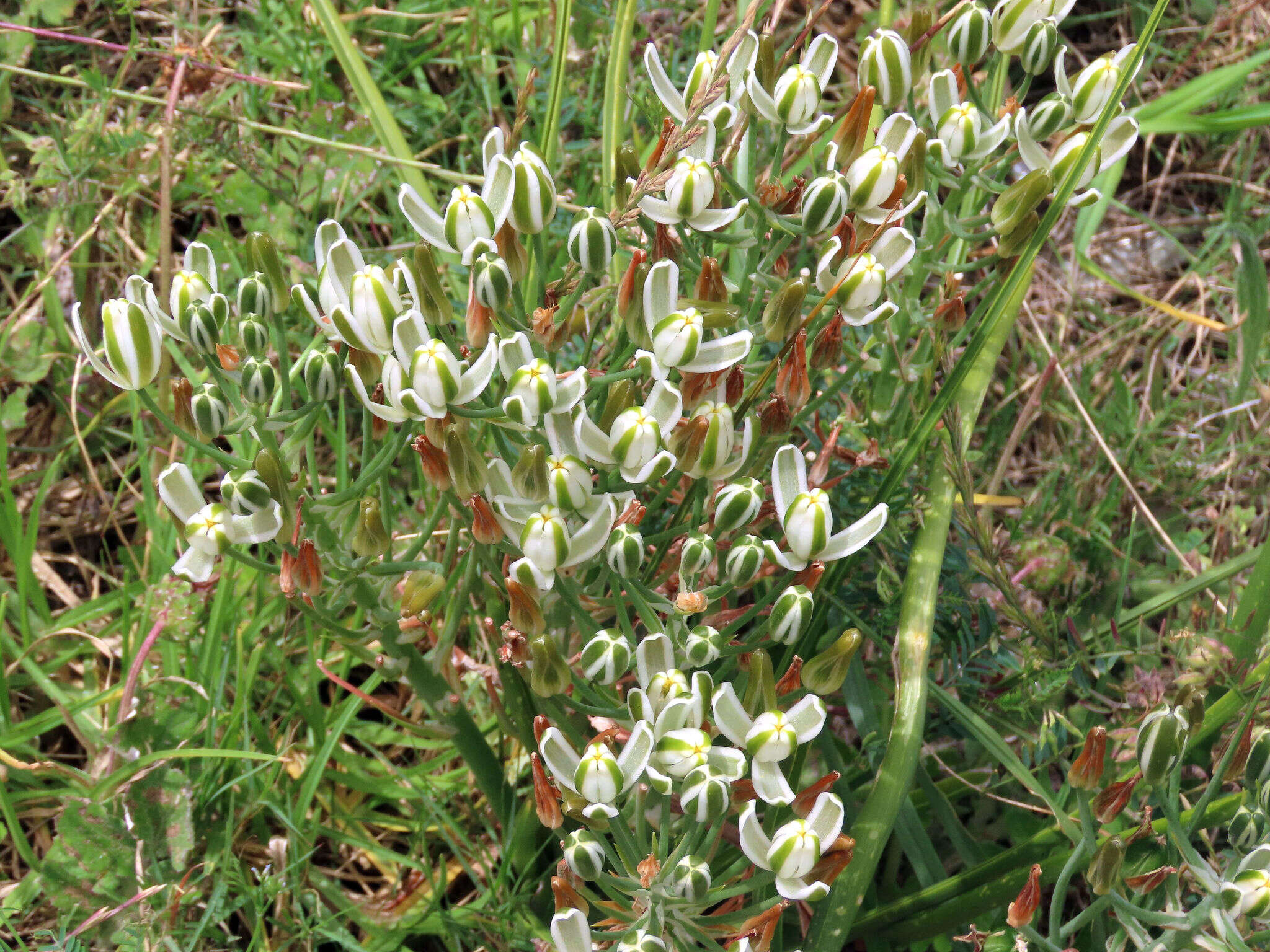 Image of Albuca longifolia Baker