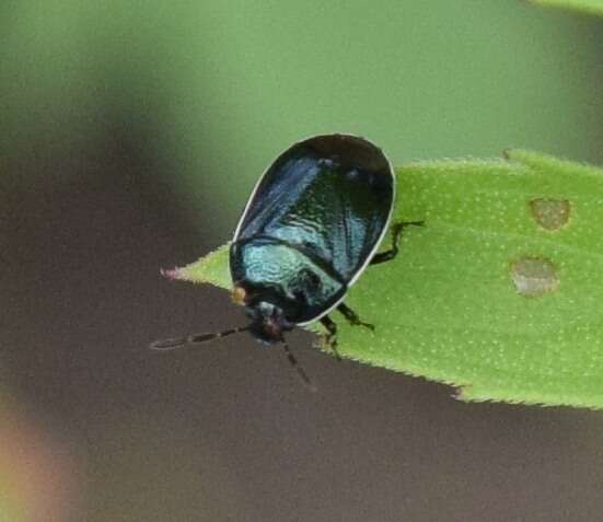 Image of White-margined Burrower Bug