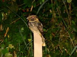 Image of Rufous Nightjar