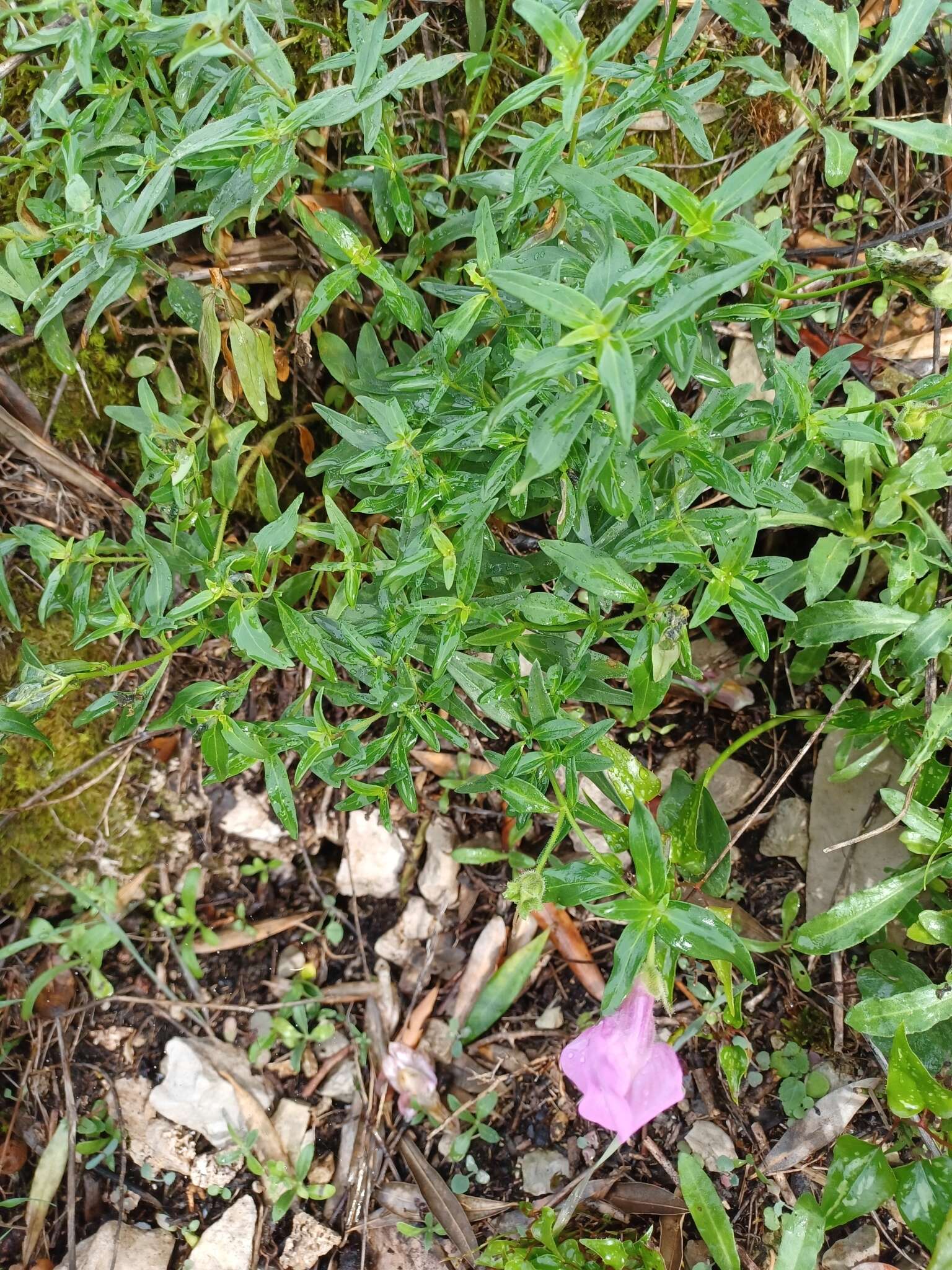 Image de Antirrhinum linkianum Boiss. & Reuter