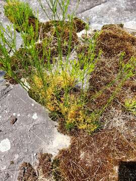 Image of Harper's dodder