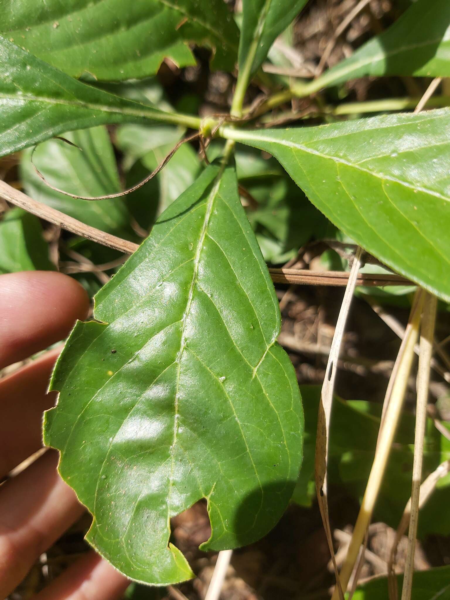 Image of Lower zambezi bride's Bush