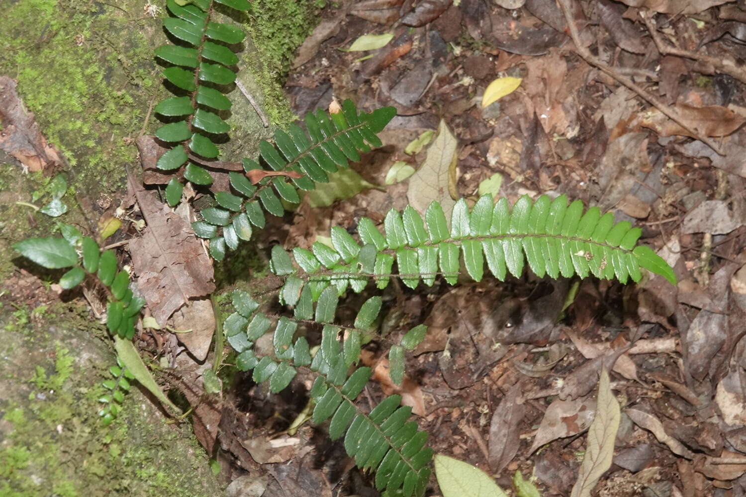 Image of Pellaea nana (Hook.) Bostock