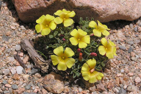 Image de Oxalis compacta Gill.