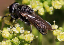 Image of Myolepta aurinota (Hine 1903)