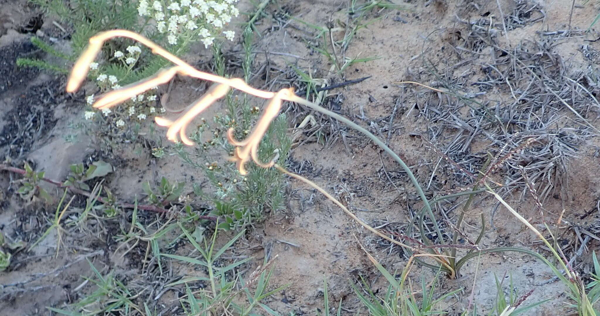 Plancia ëd Dipcadi brevifolium (Thunb.) Fourc.