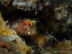 Image of Seaweed Blenny