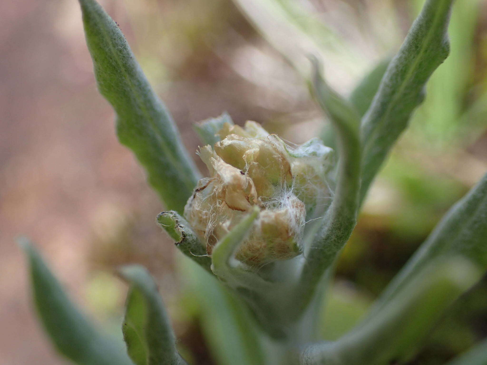 Image of many stem cudweed