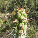 Image of Cleistocactus sulcifer (Rauh & Backeb.) Leuenb.