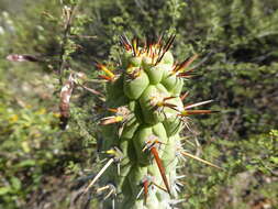 Imagem de Cleistocactus sulcifer (Rauh & Backeb.) Leuenb.