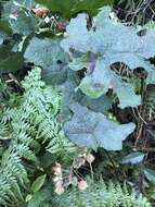 Слика од Rubus alceifolius Poir.