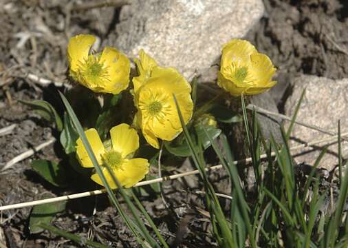 Image of Rocky Mountain Buttercup