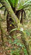 Image of Bulbophyllum auriflorum H. Perrier