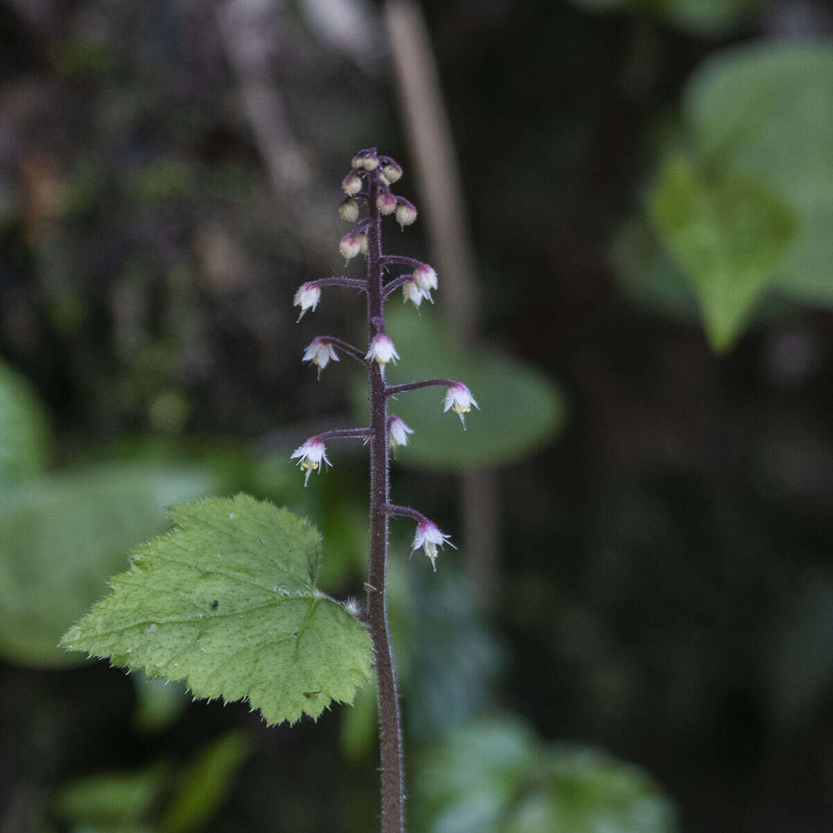 Image of Tiarella polyphylla D. Don