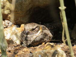 Image of Buff-collared Nightjar