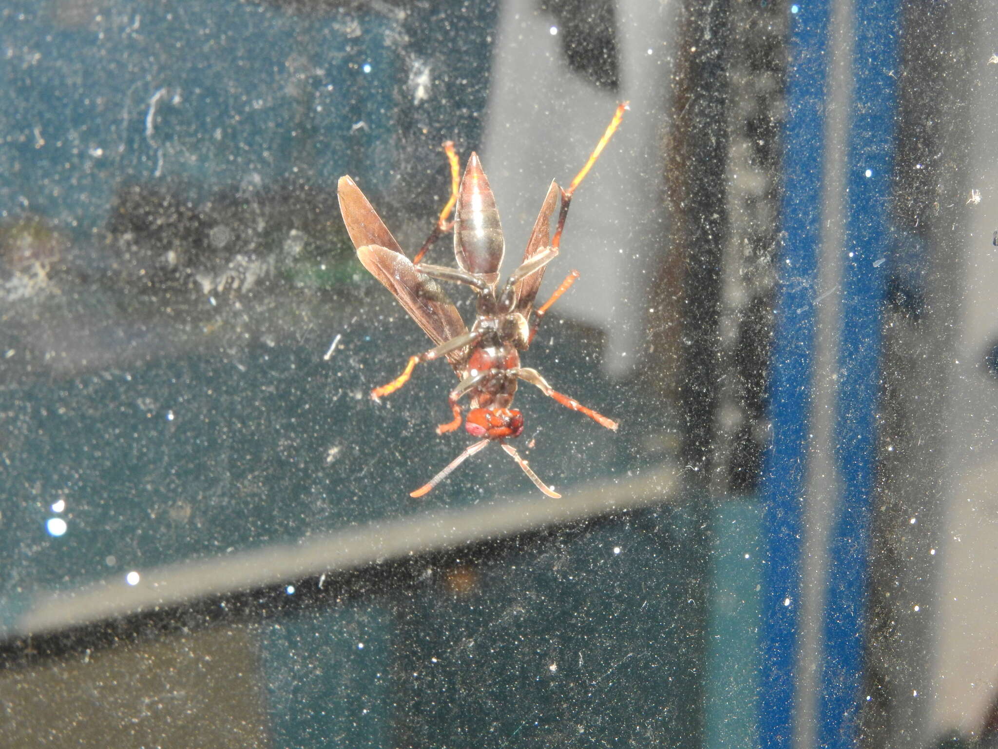 Image of Polistes lanio (Fabricius 1775)