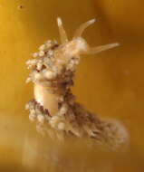 Image of Emarcusia morroensis Roller 1972