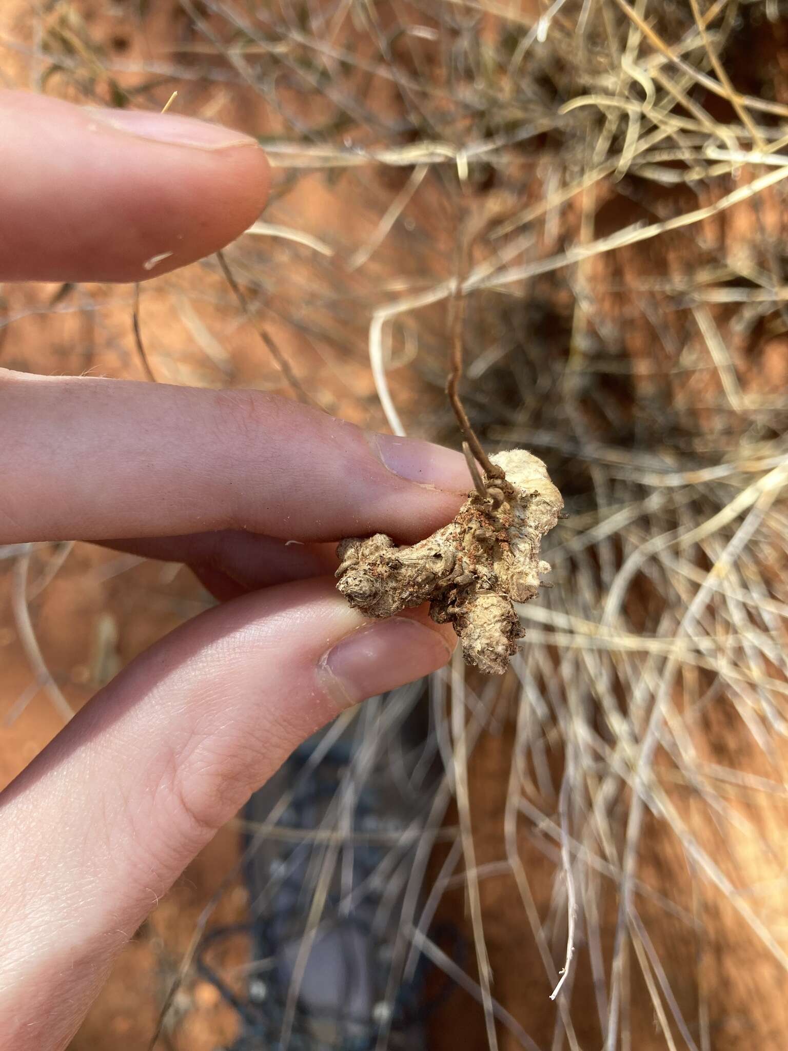 Image of Eragrostis eriopoda Benth.