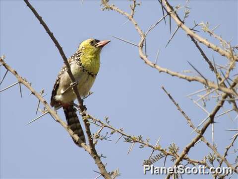 Image of Yellow-breasted Barbet