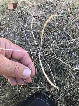 Image of slimspike windmill grass