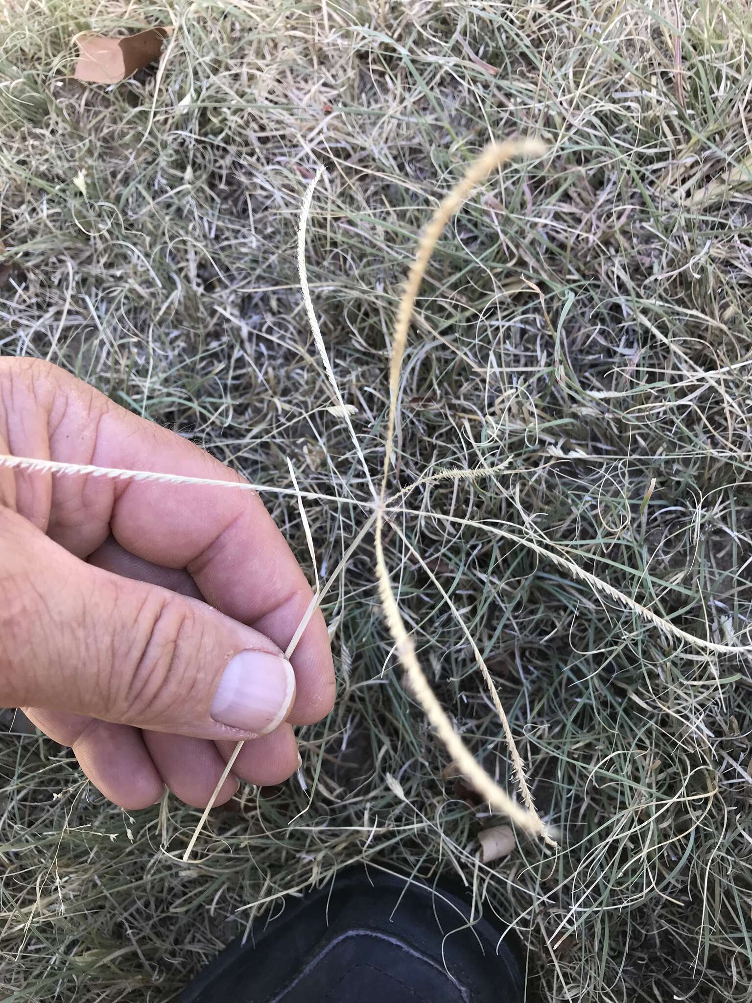 Image of slimspike windmill grass