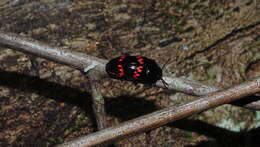 Image of <i>Pselaphacus rubricatus</i> Herbst 1799