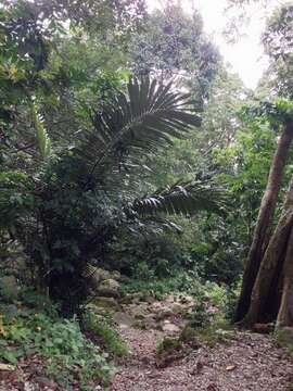 Image of sugar palm