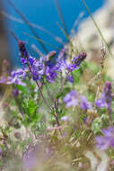 Слика од Veronica capsellicarpa Dubovik