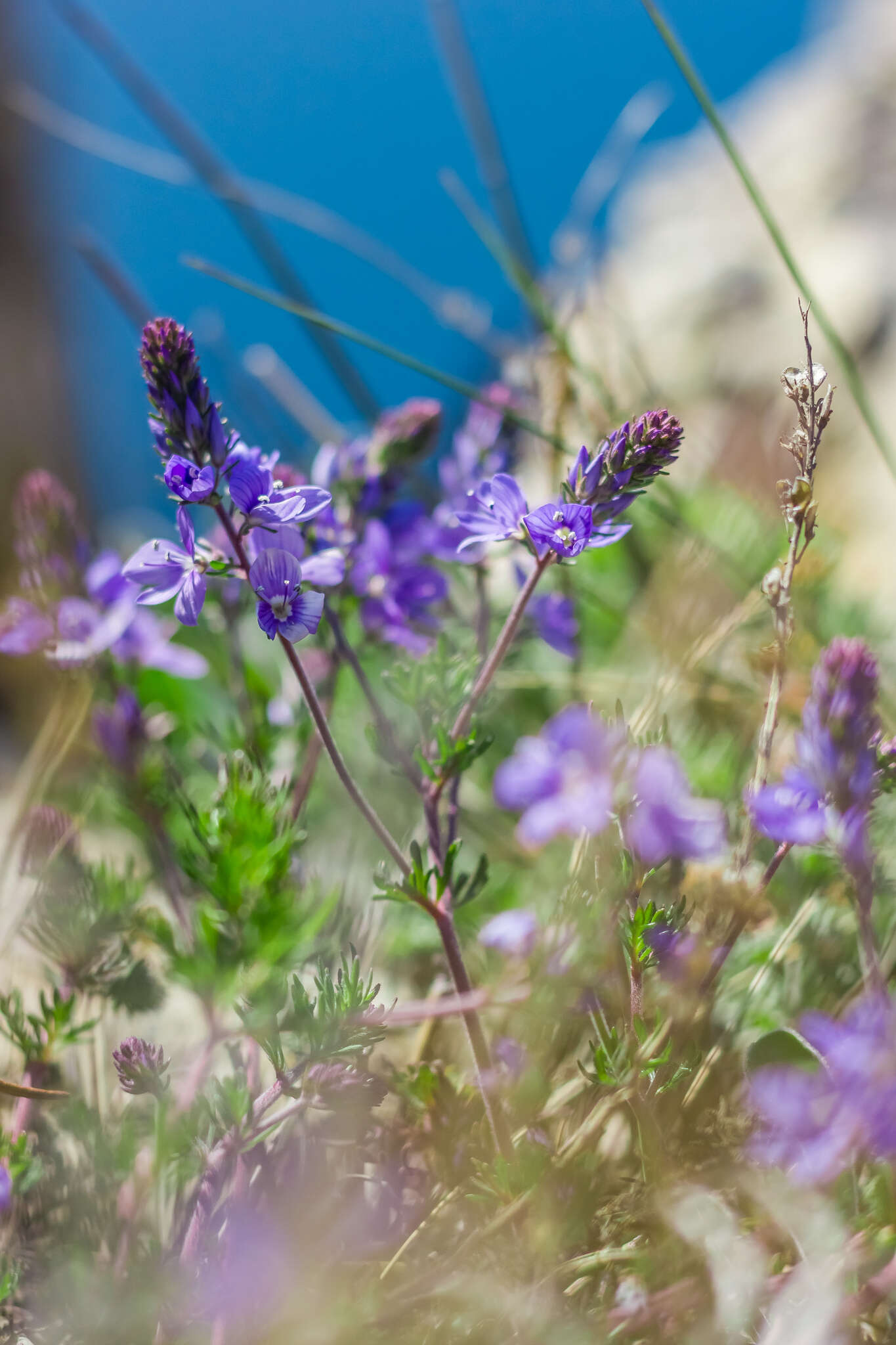 Слика од Veronica capsellicarpa Dubovik